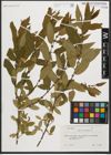 Foto von Salix triandra L.